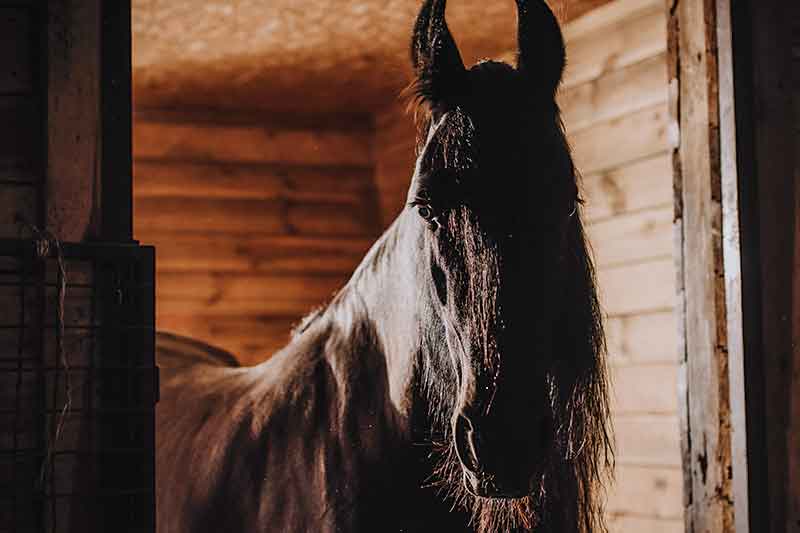 Hestens grundlæggende træning: Opbygning af en stærk og sund partner